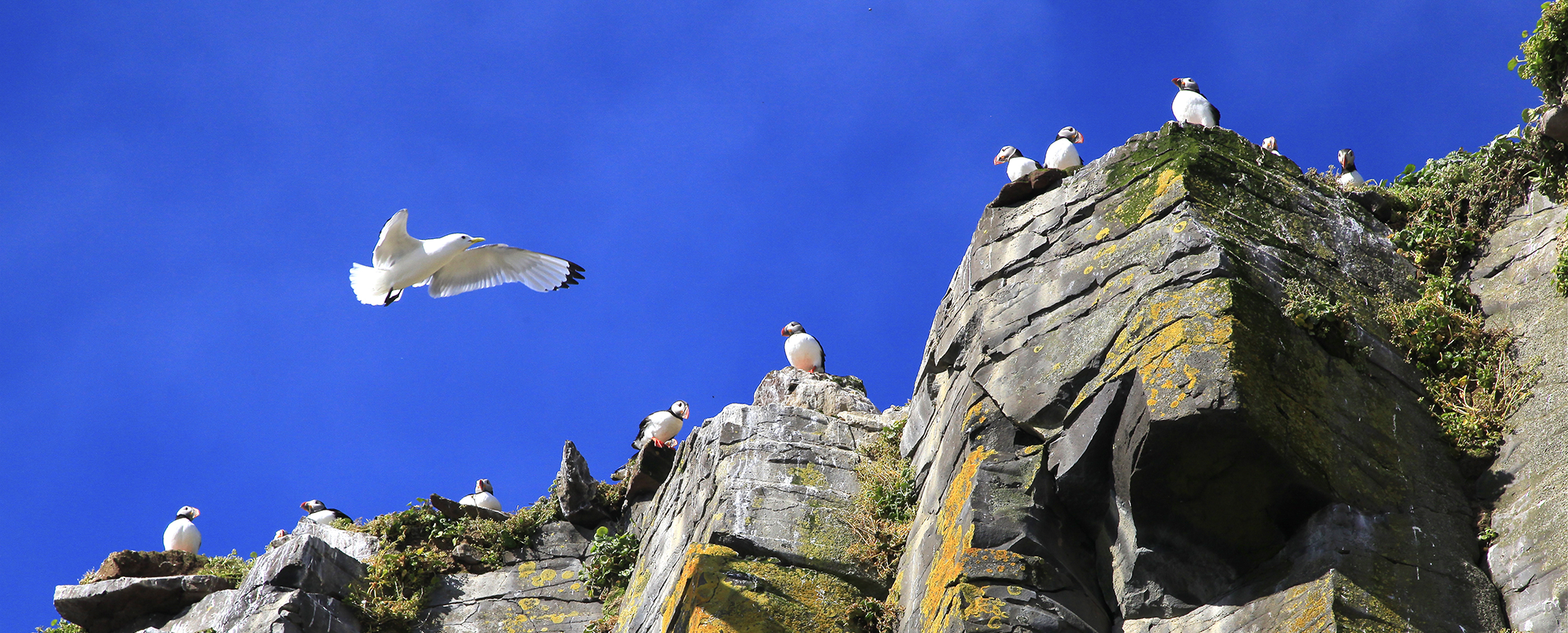 Discover the best birdwatching spots in Iceland, from puffin cliffs to wetland reserves.