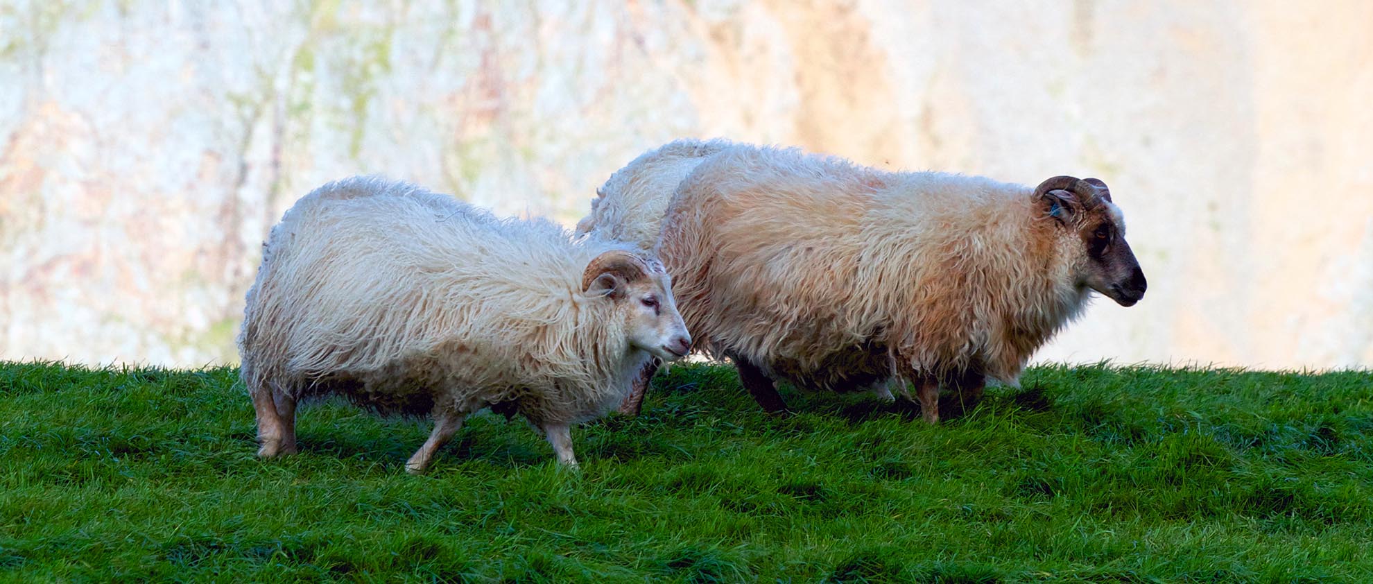 All About the Icelandic Sheep