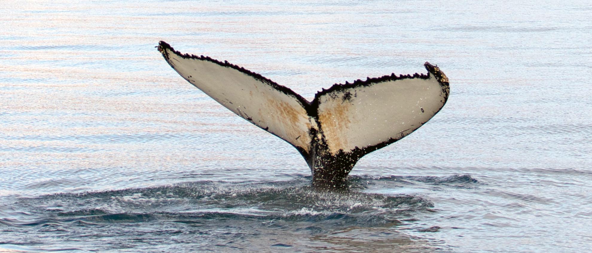 Where to Spot Whales in Iceland