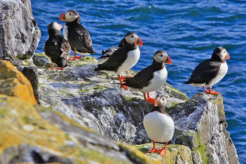 Puffin Adventure