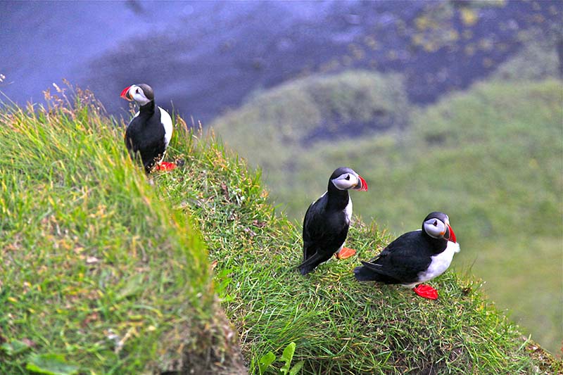 Atlantic puffins at Dyrholaey