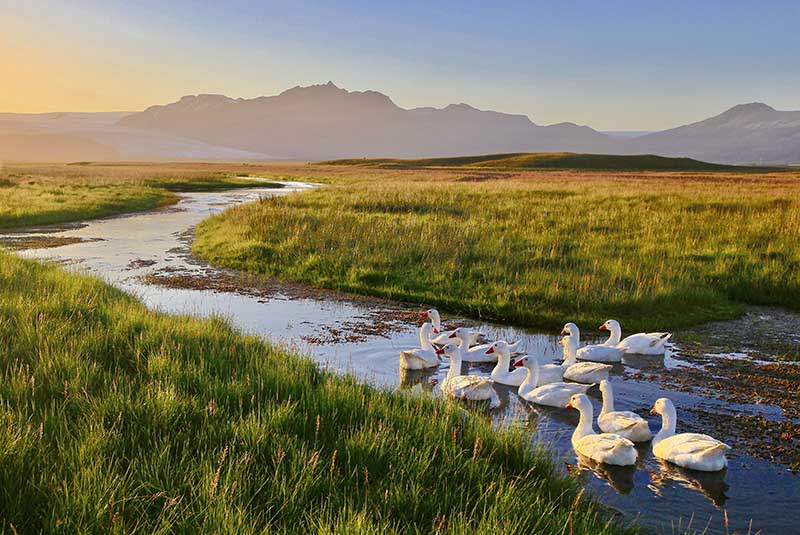 Iceland Birdwatching Trip Car Rental Holdur