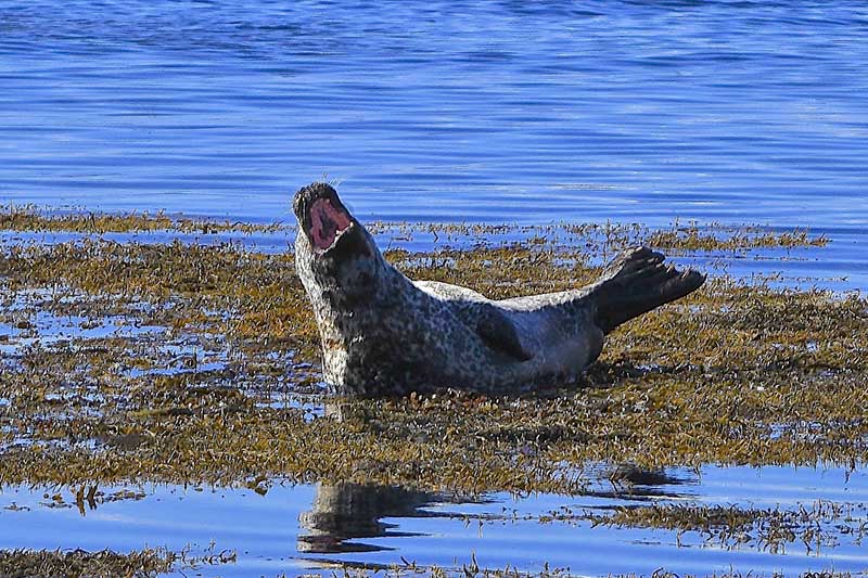 Seal on a beach at Snaefellsnes Peninsula