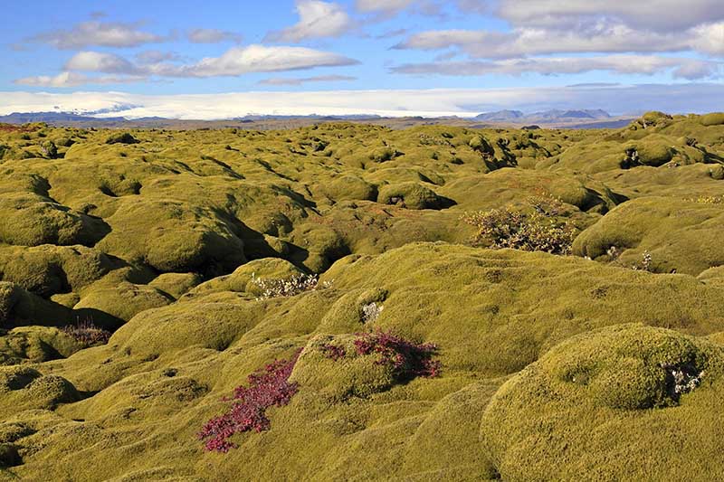 Eldhraun Lava Field South Iceland