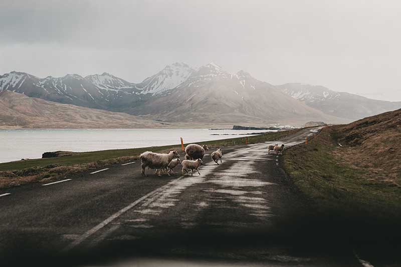 Sheep are often found grazing right next to the road