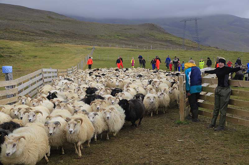 Annual sheep round-up in Iceland