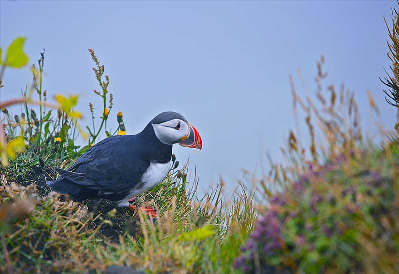 Puffin at Dyrholaey