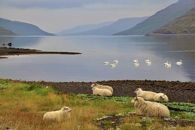 Icelandic sheeps resting