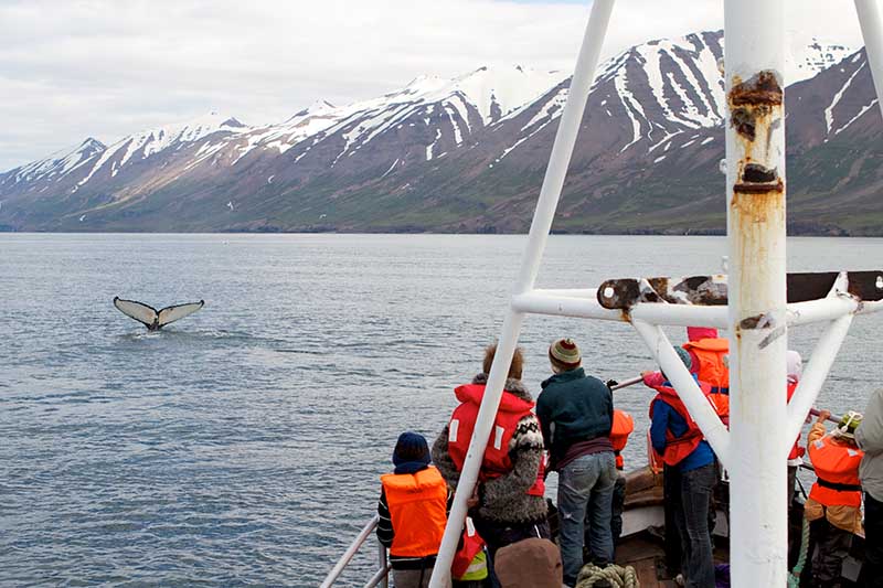 Whale Watching boat on Eyjafjordur Fjord near Akureyri Iceland