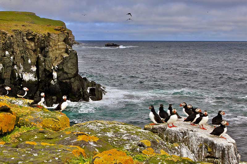 Best Time to See Puffins in Iceland