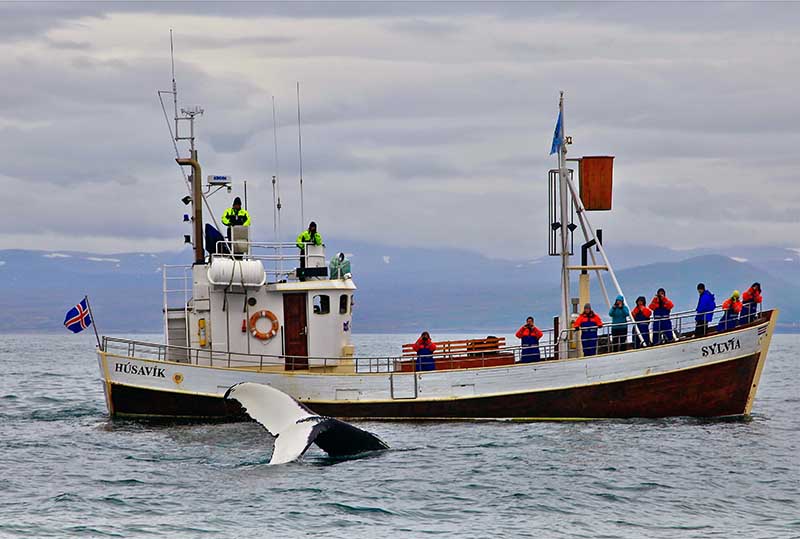 Husavik is The Whale Watching Capital of Iceland