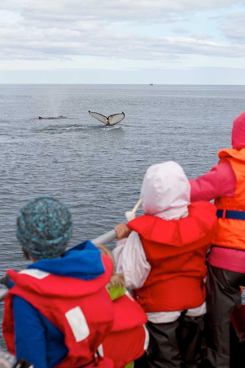 Kids Whale Whatching Iceland