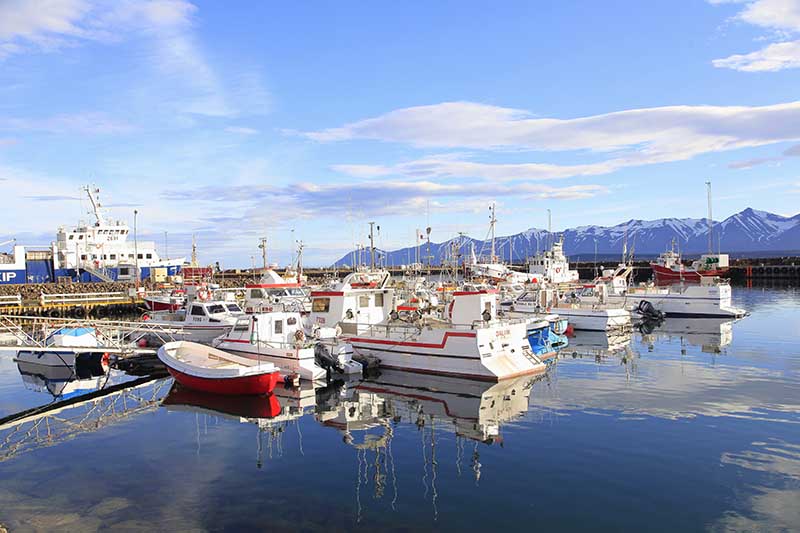 Dalvik and fishing boats in the harbour