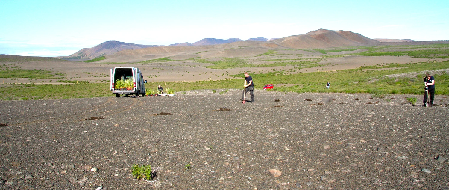 Re-vegetation Project in Holasandur Iceland
