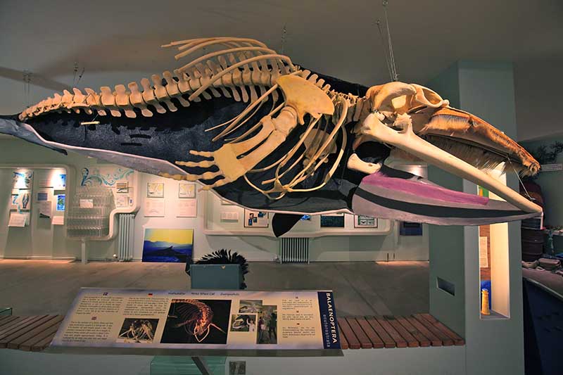 Húsavík Whale Museum’s Giant Skeleton