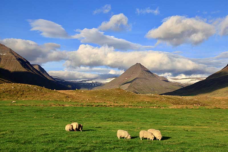 The story of the Icelandic sheep begins with the first Viking settlers over 1,100 years ago