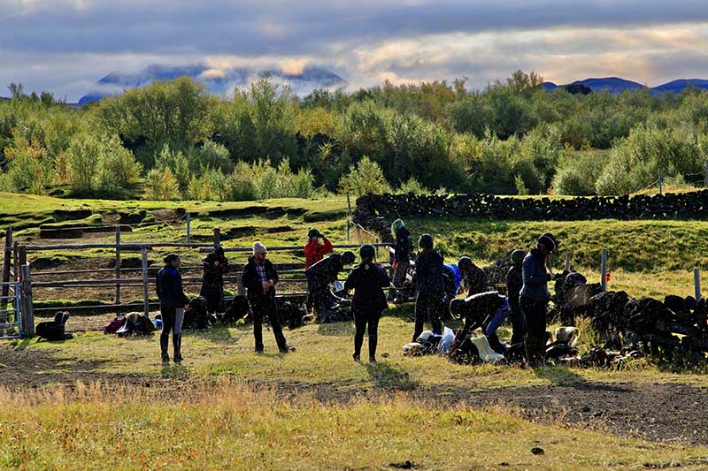 A group of horse riders taking a break in Icelandic summer nature