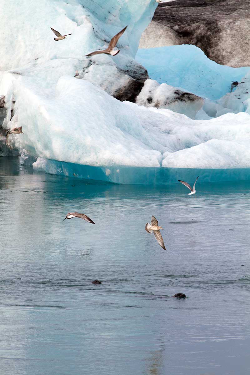 Wildlife at Glacier Lagoon in Iceland