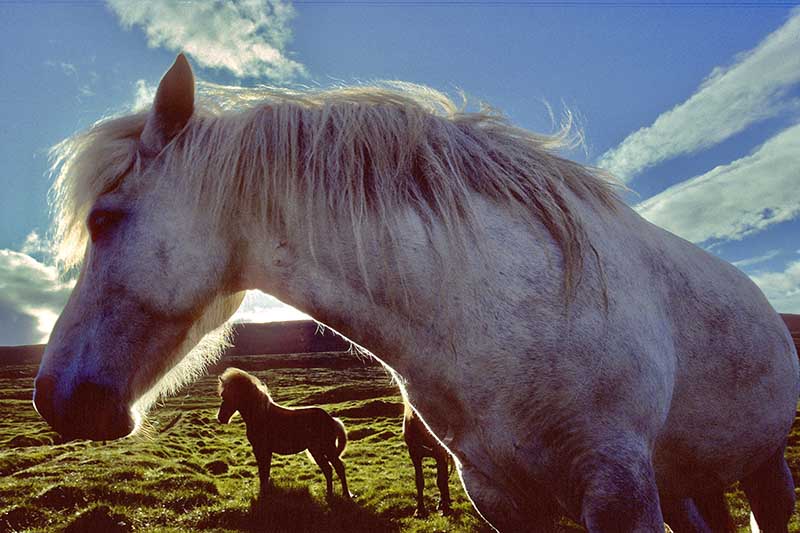 Icelandic Horses