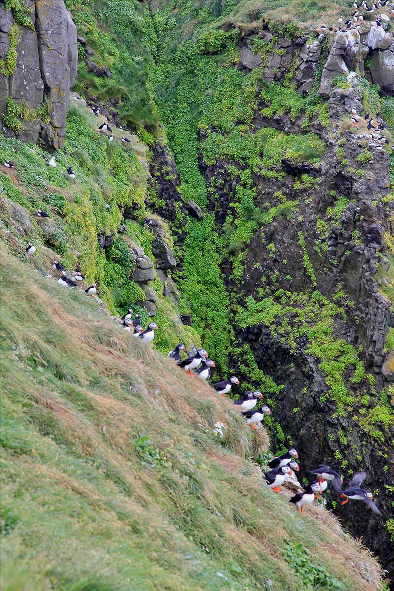 Spot Puffins in Iceland