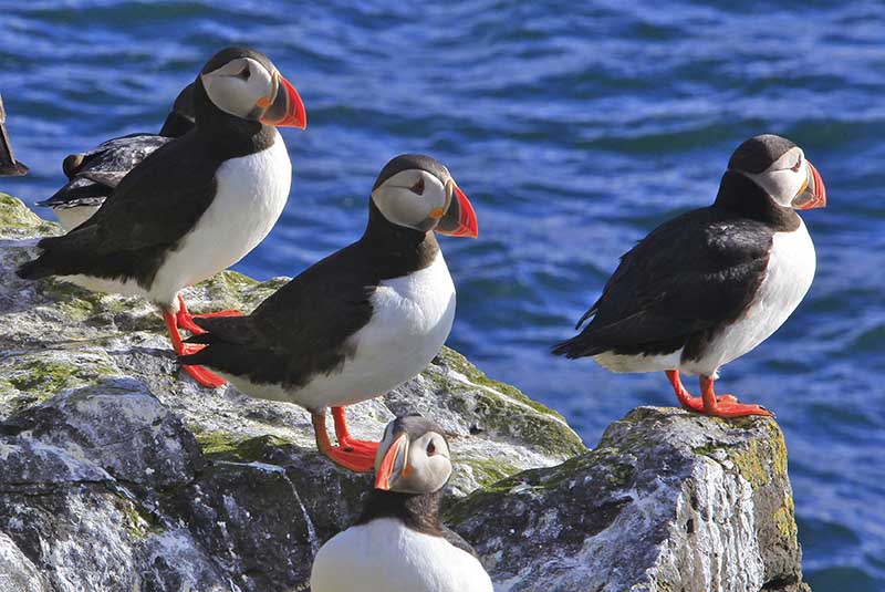 Puffins