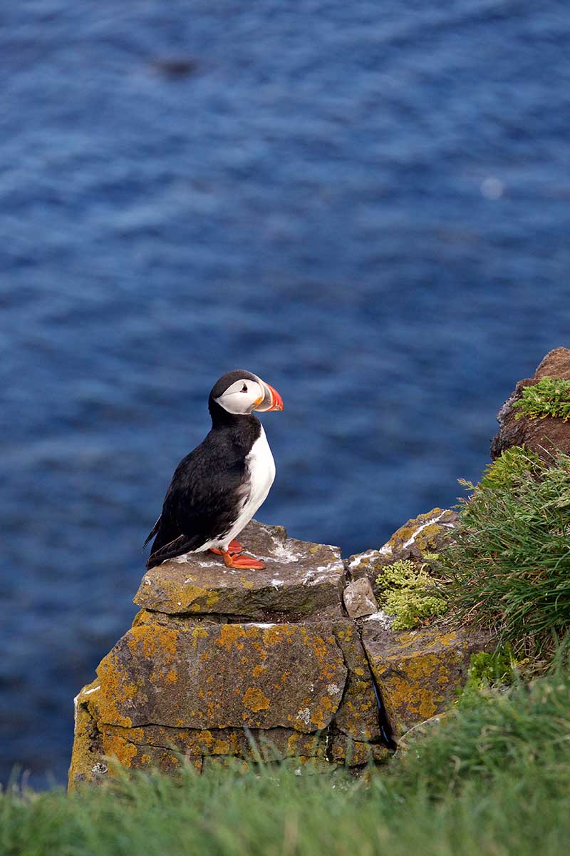 Puffin