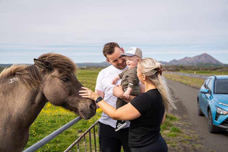 Young Family looking at the Icelandic Horse on a Self drive vacation