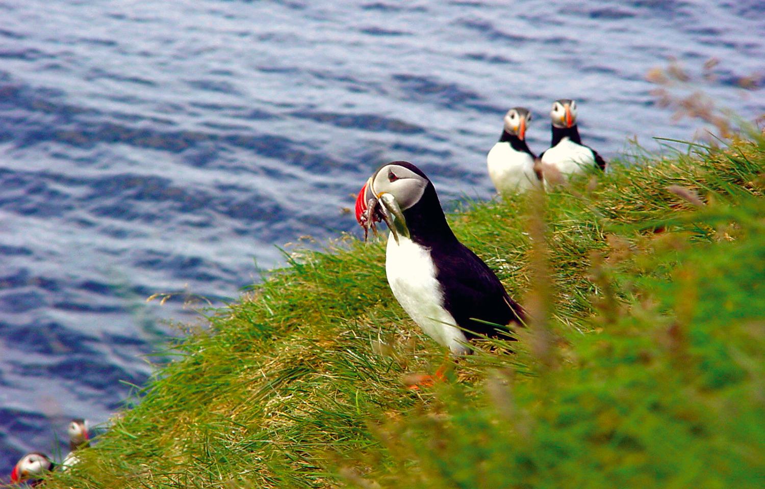 Birdwatching in Iceland