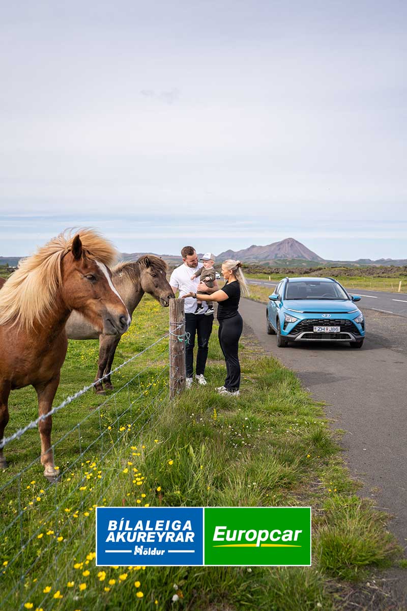 Couple and a young boy looking at the Icelandic horse near Myvatn Iceland