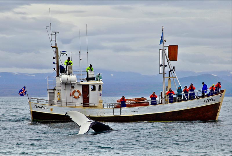 Husavik whale watching capital of Iceland
