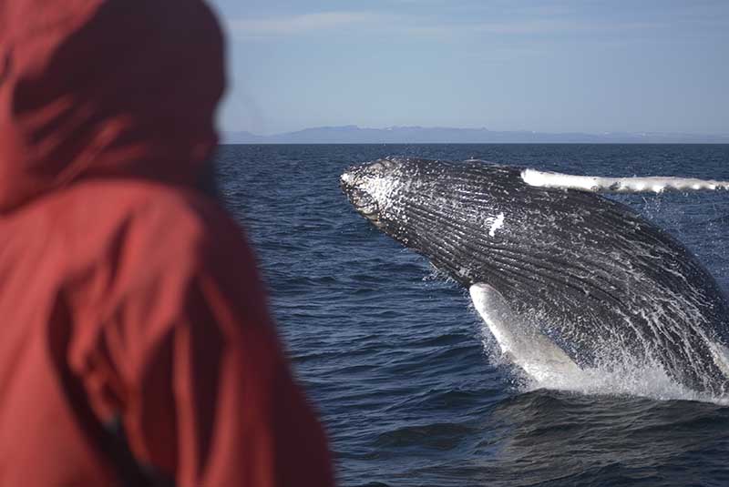 Whale watching in Iceland