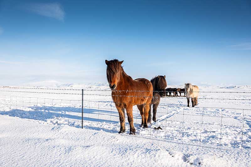 Typical March weather in Iceland—low sun, patchy snow, clear skies