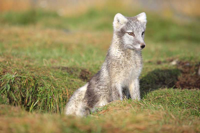 Beautiful young Icelandic Arctic Fox