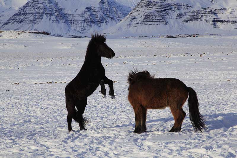 Two Icelandic horses playing in winter snow