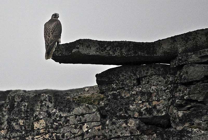 Icelandic Gyrfalcon